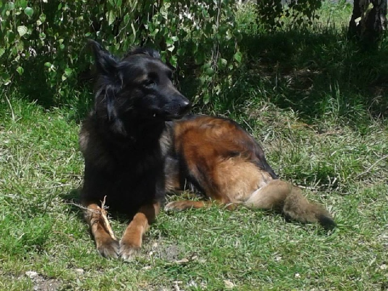 Virka Du Musher